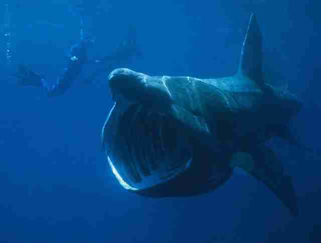 Divers in water with basking shark