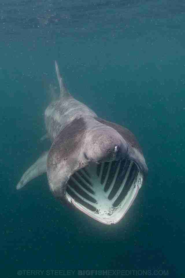 Basking shark swimming in ocean