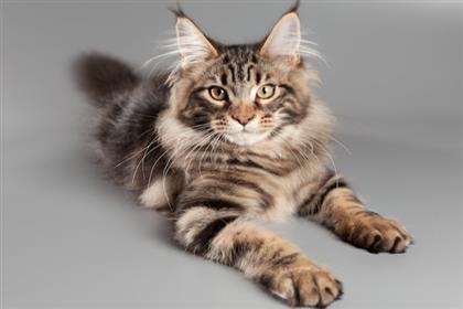 Maine Coon