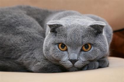 Scottish Fold