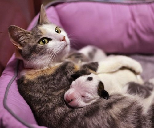 puppy,BFFs,cute,Cats