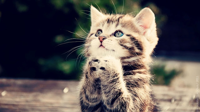 Cool Cat Seen On www.coolpicturegallery.us