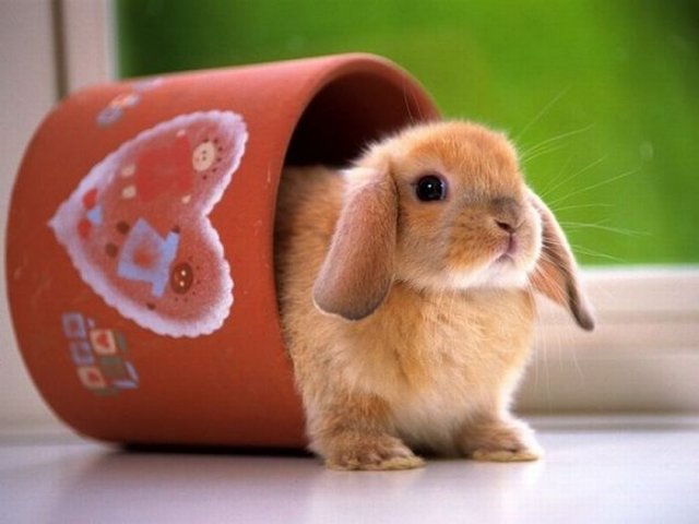 Cute Rabbit Seen On www.coolpicturegallery.us