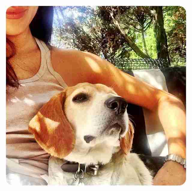 royal dog meghan markle