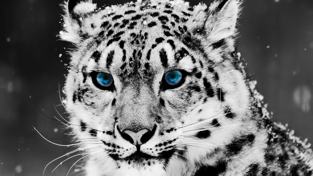 Cool Cat Seen On www.coolpicturegallery.us