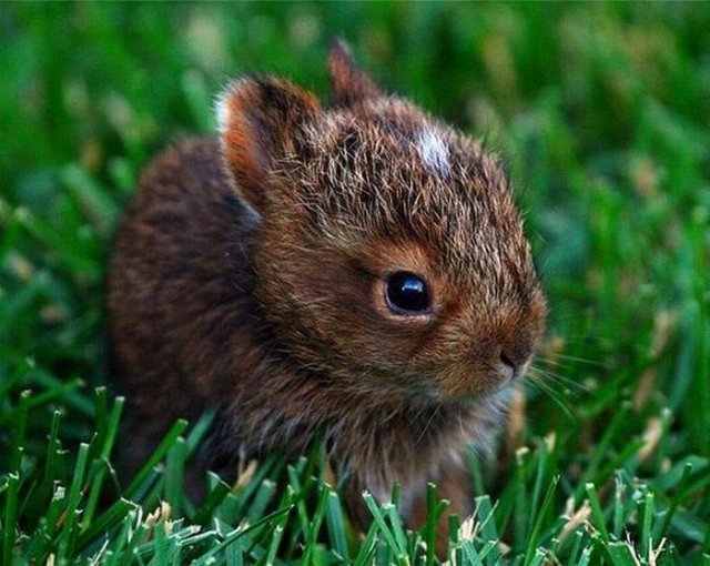 Cute Rabbit Seen On www.coolpicturegallery.us