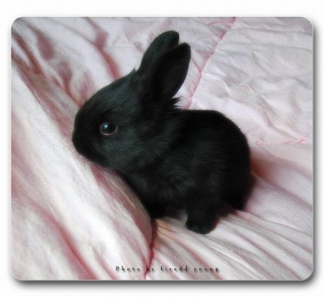 Cute Rabbit Seen On www.coolpicturegallery.us