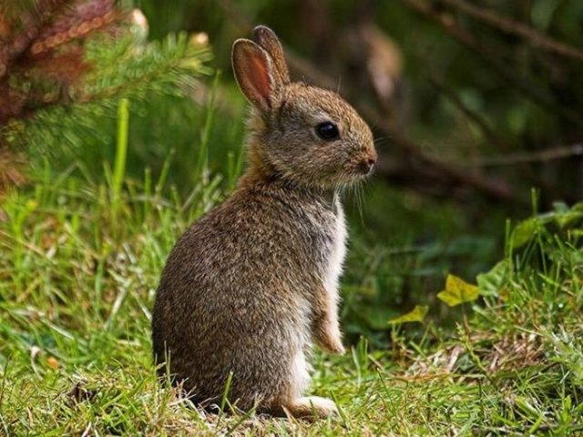 Cute Rabbit Seen On www.coolpicturegallery.us