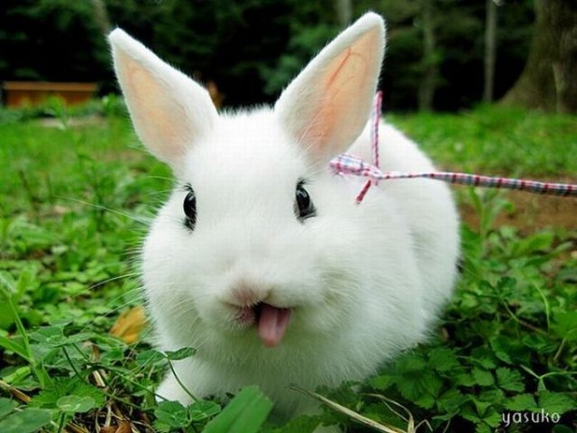 Cute Rabbit Seen On www.coolpicturegallery.us