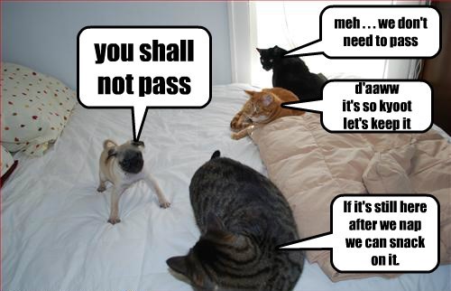 dogs,pug,puppy,Cats,you shall not pass