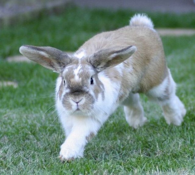 Cute Rabbit Seen On www.coolpicturegallery.us