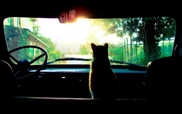 Cool Cat Seen On www.coolpicturegallery.us