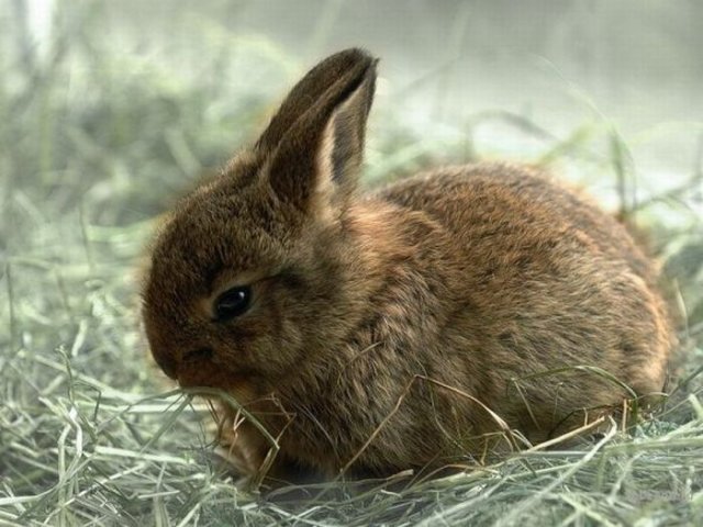 Cute Rabbit Seen On www.coolpicturegallery.us