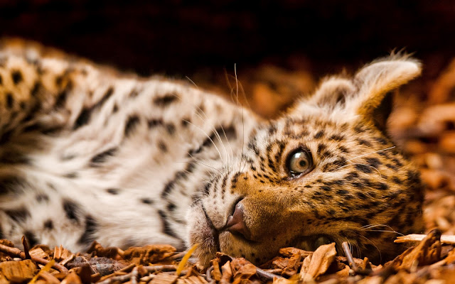 Cool Cat Seen On www.coolpicturegallery.us