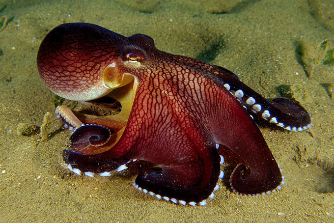 Octopus
