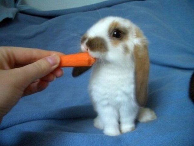 Cute Rabbit Seen On www.coolpicturegallery.us