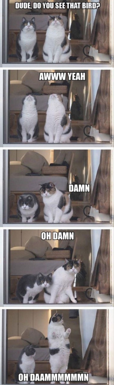that bird funny picture