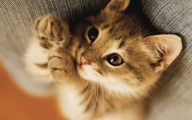 Cool Cat Seen On www.coolpicturegallery.us