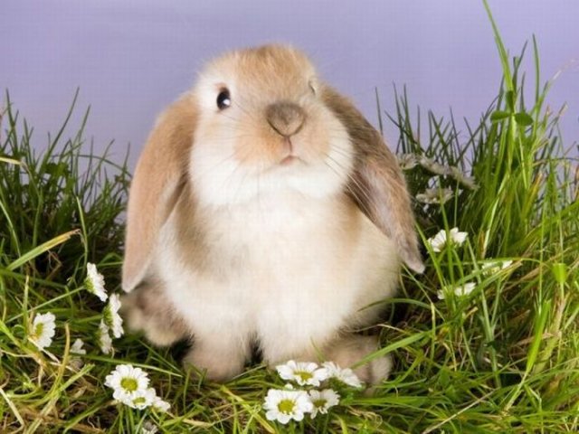 Cute Rabbit Seen On www.coolpicturegallery.us