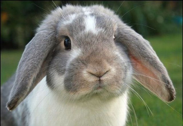 Cute Rabbit Seen On www.coolpicturegallery.us