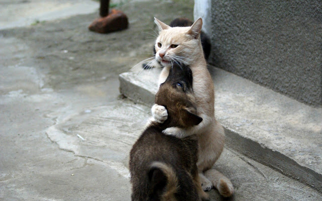 Cool Cat Seen On www.coolpicturegallery.us