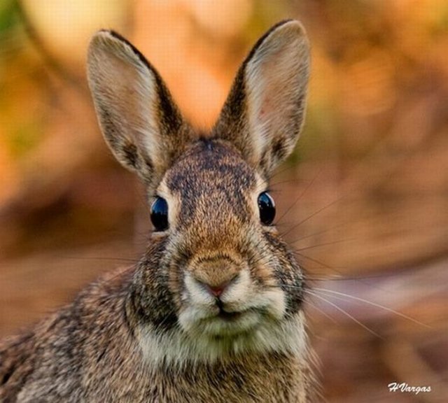 Cute Rabbit Seen On www.coolpicturegallery.us