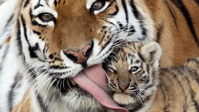 Cool Cat Seen On www.coolpicturegallery.us