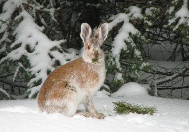 Cute Rabbit Seen On www.coolpicturegallery.us