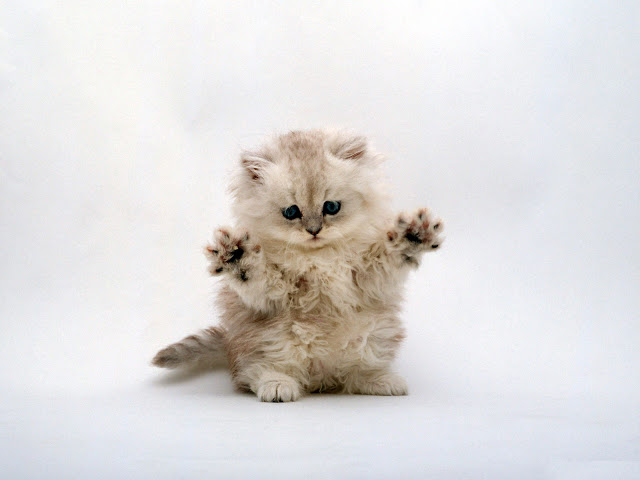 Cool Cat Seen On www.coolpicturegallery.us