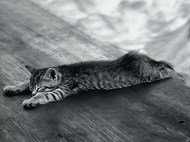 Cool Cat Seen On www.coolpicturegallery.us