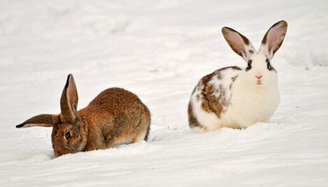 Cute Rabbit Seen On www.coolpicturegallery.us