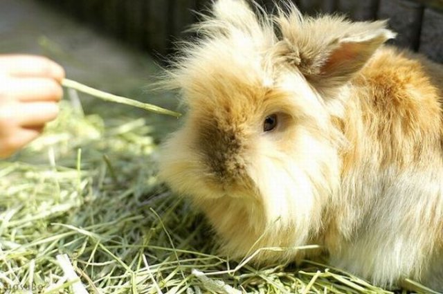 Cute Rabbit Seen On www.coolpicturegallery.us