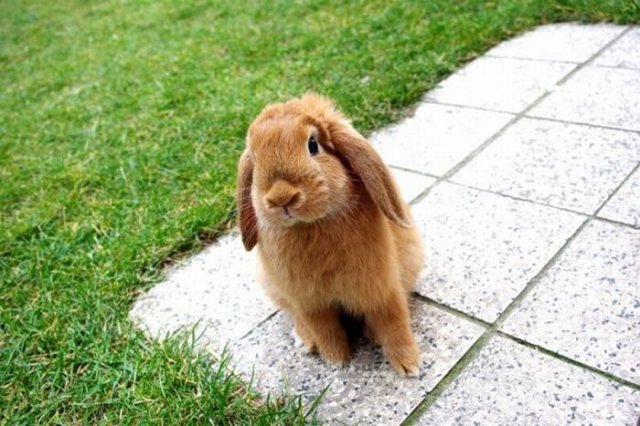 Cute Rabbit Seen On www.coolpicturegallery.us