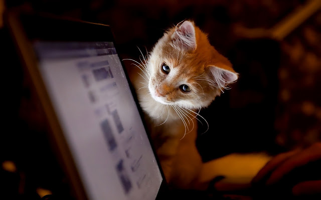 Cool Cat Seen On www.coolpicturegallery.us