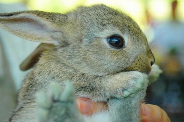 Cute Rabbit Seen On www.coolpicturegallery.us