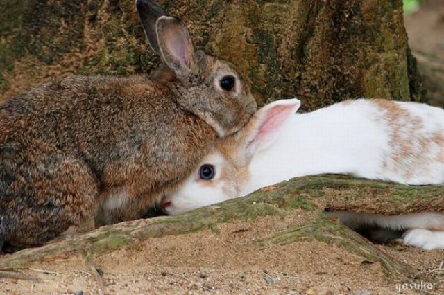 Cute Rabbit Seen On www.coolpicturegallery.us