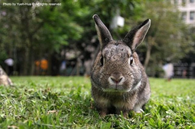 Cute Rabbit Seen On www.coolpicturegallery.us