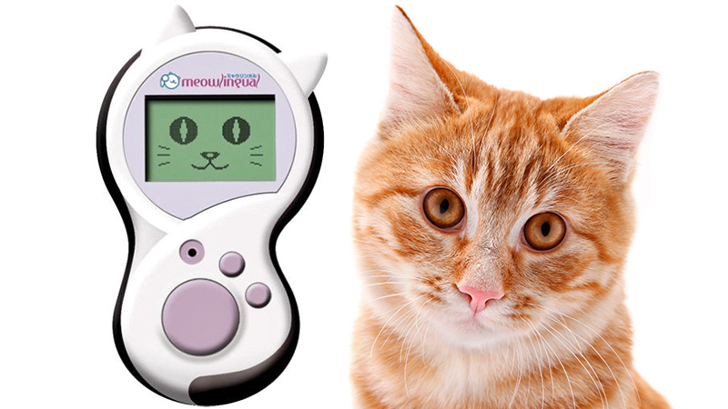 You'll Finally Understand Felines With the Meowlingual Cat Translator 