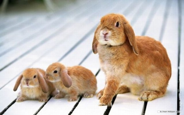 Cute Rabbit Seen On www.coolpicturegallery.us