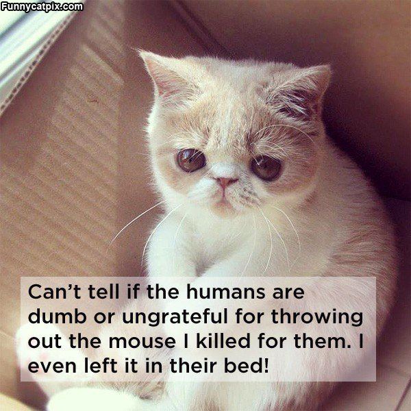 Funny Cat Picture of the day