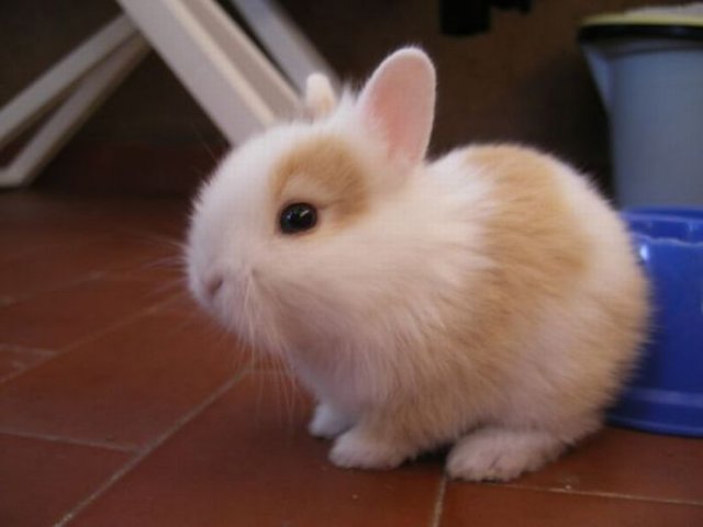 Cute Rabbit Seen On www.coolpicturegallery.us