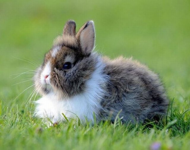 Cute Rabbit Seen On www.coolpicturegallery.us