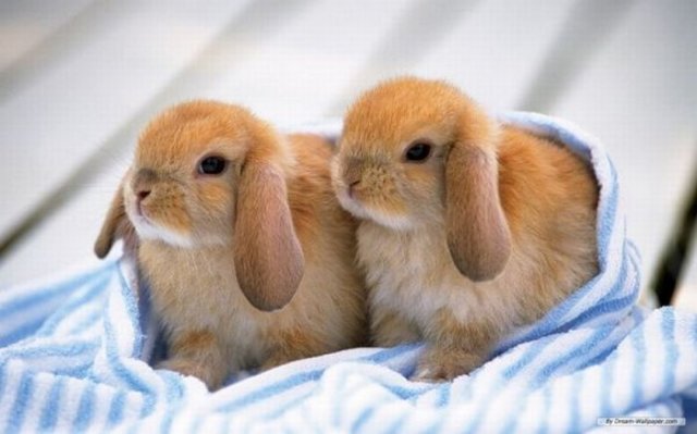 Cute Rabbit Seen On www.coolpicturegallery.us