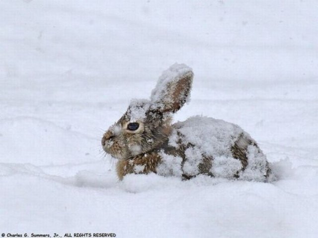 Cute Rabbit Seen On www.coolpicturegallery.us