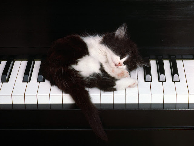 Cool Cat Seen On www.coolpicturegallery.us