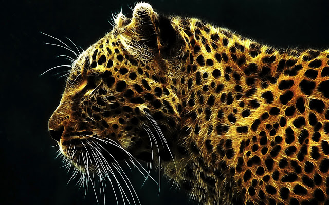Cool Cat Seen On www.coolpicturegallery.us