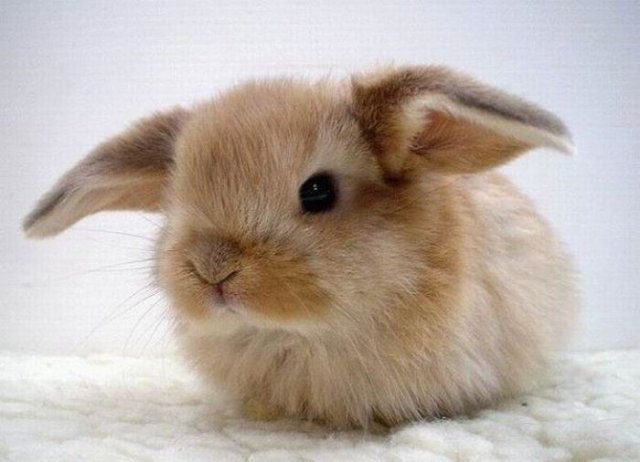 Cute Rabbit Seen On www.coolpicturegallery.us