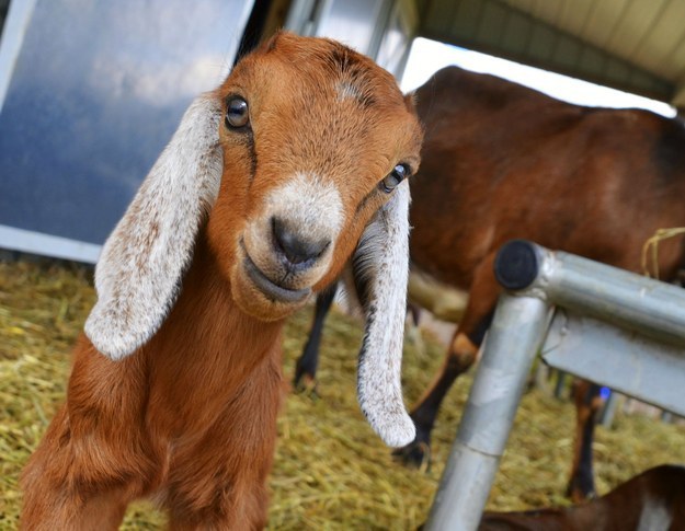 And this sweet little smile from this baby goat.