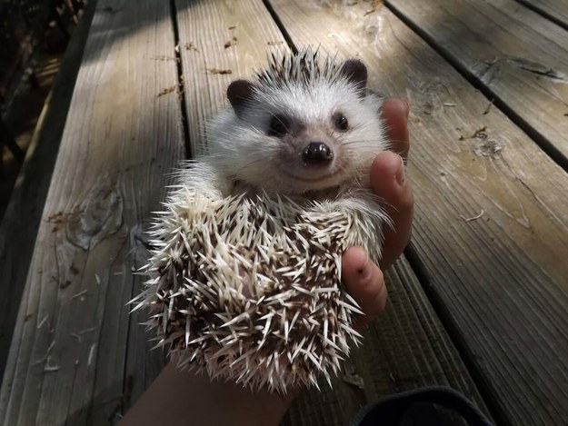 This hedgehog smile which is tiny in size but huge in happiness.