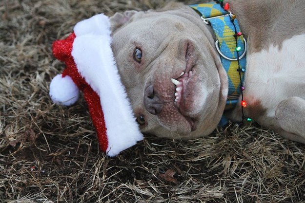 And finally, this one-toothed cheeser who is just really, really, REALLY excited for Christmas.